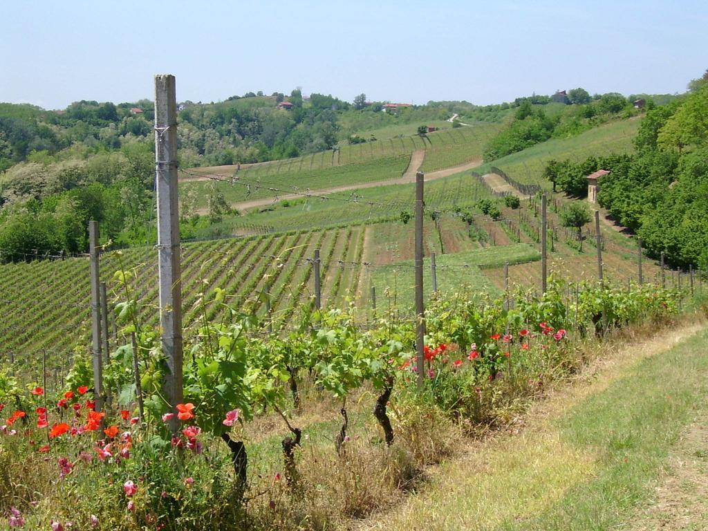 Cascina Rollone Villa Rocchetta Tanaro Luaran gambar